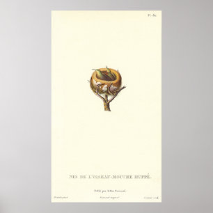 Adorable Nest von Crested Hummingbirds - Hübsch! Poster