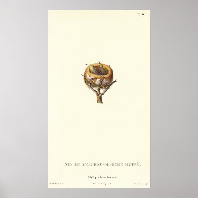 Adorable Nest von Crested Hummingbirds - Hübsch! Poster (Vorne)