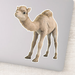 Adorable Niedlich Baby Camel Aufkleber - individue