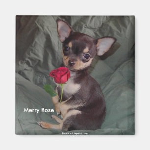 Adorable Niedlich Baby Chihuahua Merry Rose Magnet
