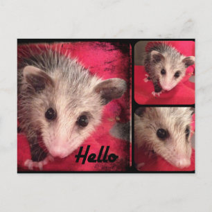 Adorable Oppossum Postkarte. Postkarte
