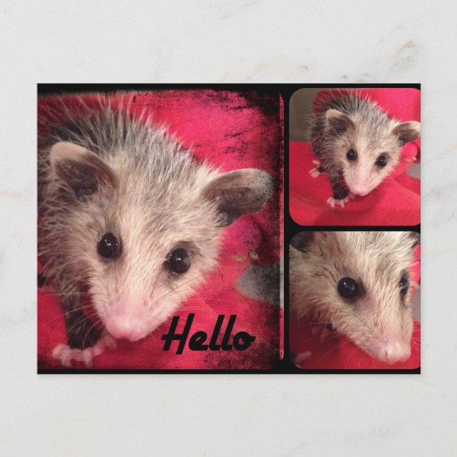 Adorable Oppossum Postkarte. Postkarte (Vorderseite)