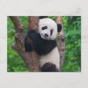 Adorable Panda Bär auf dem Baum Postkarte