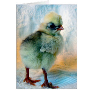 Adorable Polnisch Chick