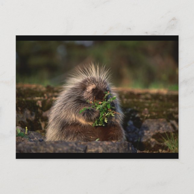 Adorable Porcupine Postkarte (Vorderseite)