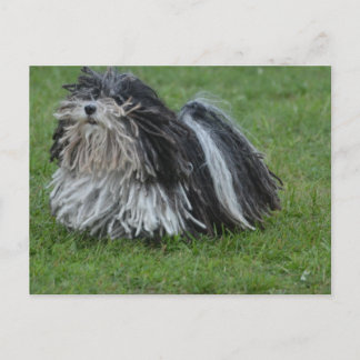 Adorable Puli Dog Postkarte