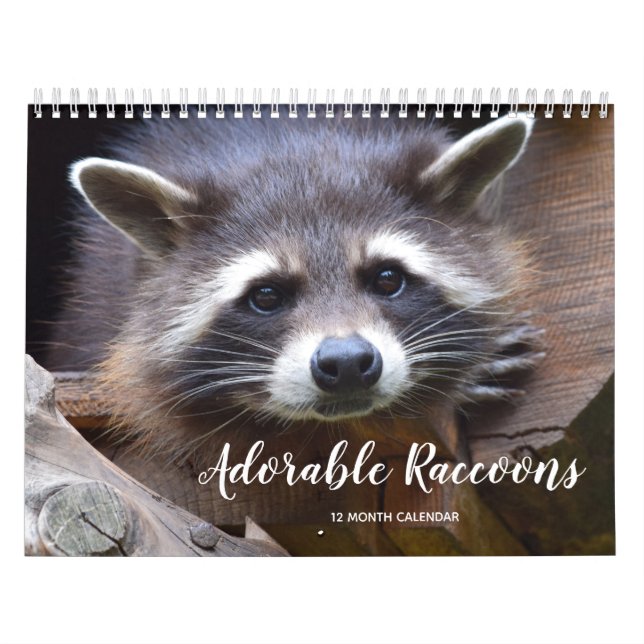Adorable Raccoons 2026 Kalender (Titelbild)