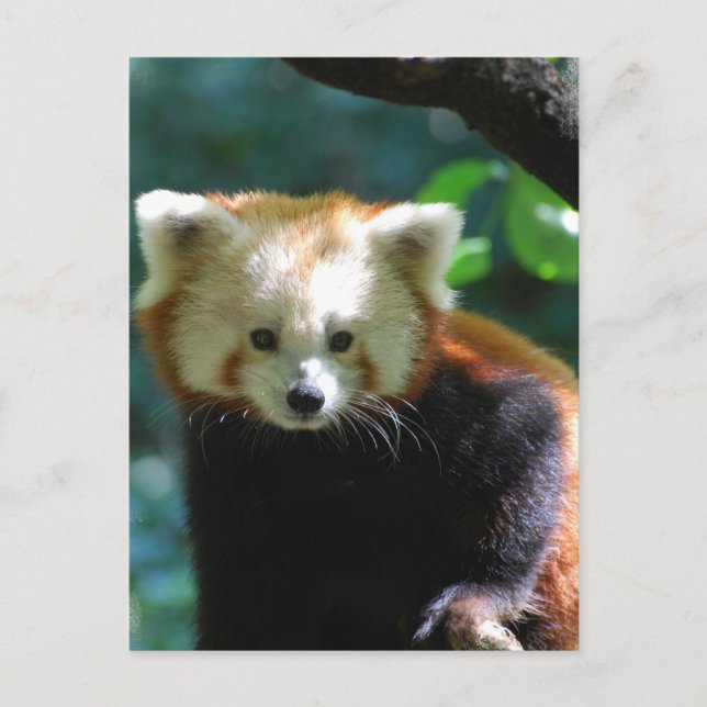 Adorable Red Panda Postcard Postkarte (Vorderseite)