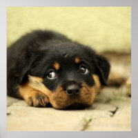 Adorable Rottweiler Puppy