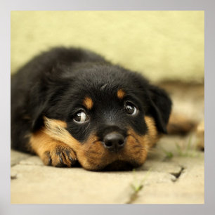 Adorable Rottweiler Puppy Poster