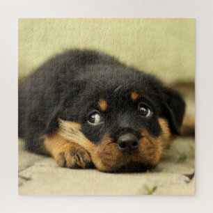 Adorable Rottweiler Puppy Puzzle