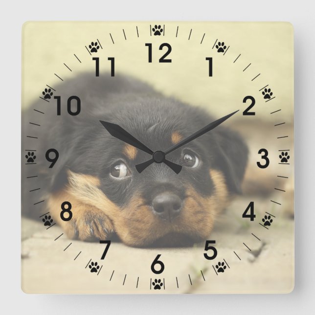 Adorable Rottweiler Puppy Quadratische Wanduhr (Vorderseite)