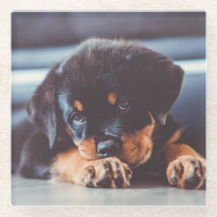 Adorable Rottweiler Welpenschweif Glasuntersetzer