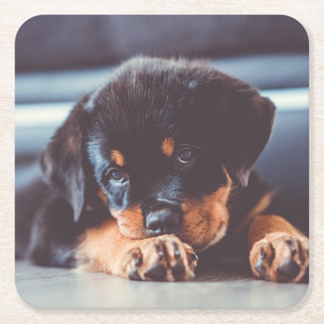 Adorable Rottweiler Welpenschweif Rechteckiger Pappuntersetzer (Vorderseite)