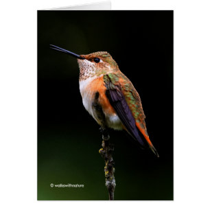 Adorable Rufous Hummingbird auf dem Zweig
