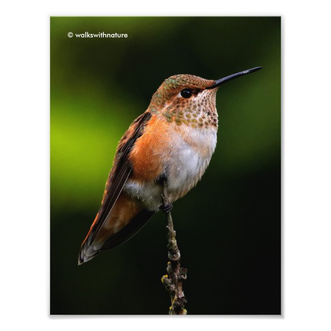 Adorable Rufous Hummingbird auf dem Zweig Fotodruck (Vorne)