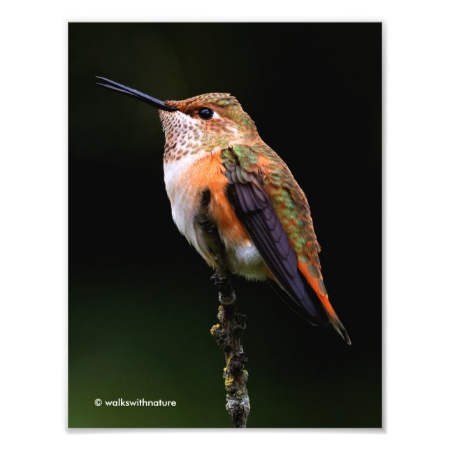 Adorable Rufous Hummingbird auf dem Zweig Fotodruck (Vorne)