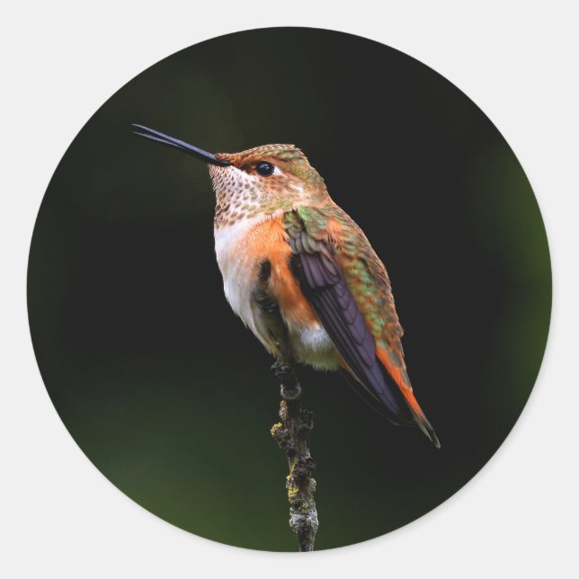 Adorable Rufous Hummingbird auf dem Zweig Runder Aufkleber (Vorderseite)
