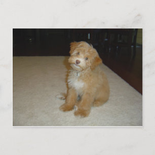 Adorable Schnoodle Welpe Postkarte