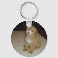 Adorable Schnoodle Welpe