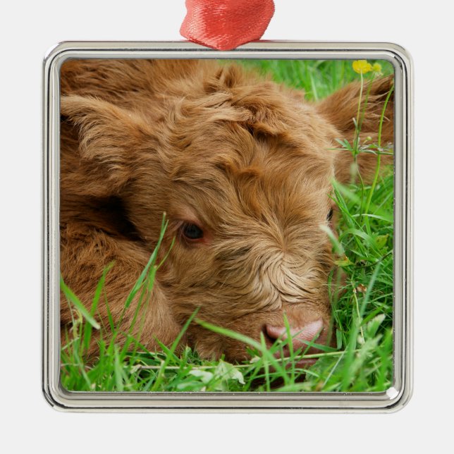 Adorable Scottish Highland Calf Ornament Aus Metall (Vorne)