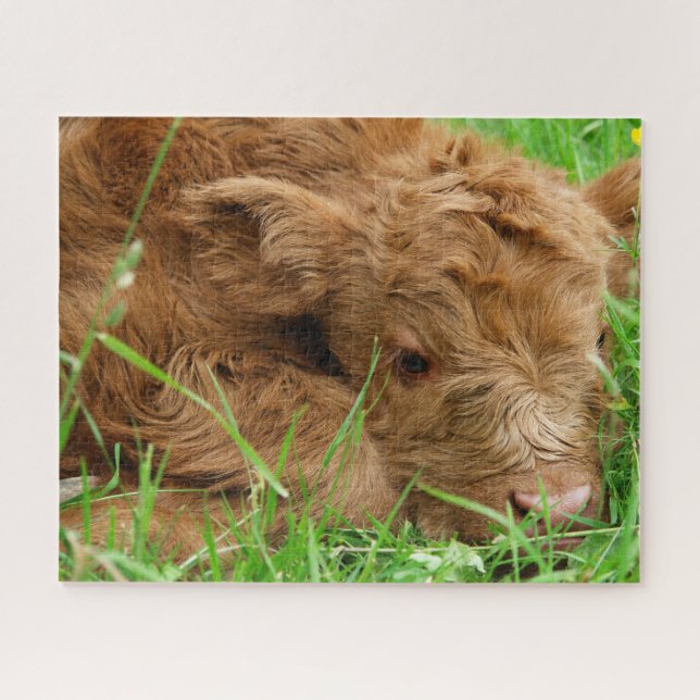 Adorable Scottish Highland Calf Puzzle (Horizontal)