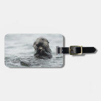 Adorable Sea Otter