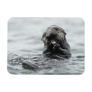 Adorable Sea Otter Magnet