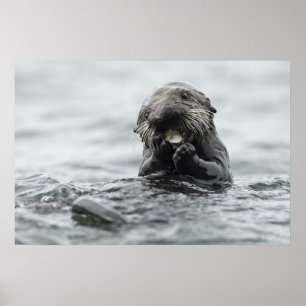 Adorable Sea Otter Poster