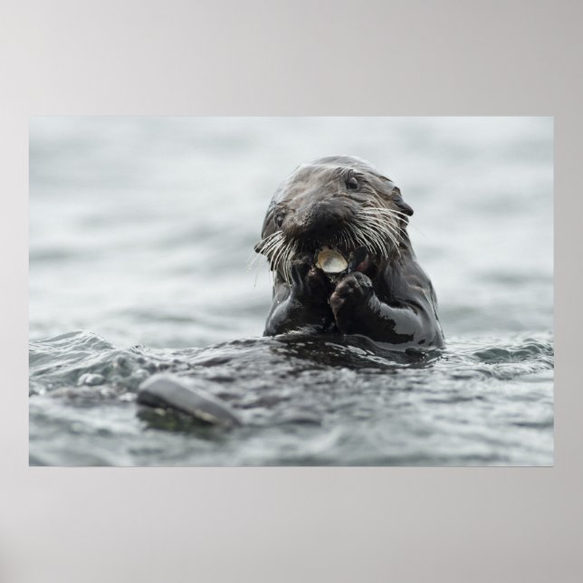 Adorable Sea Otter Poster (Vorne)