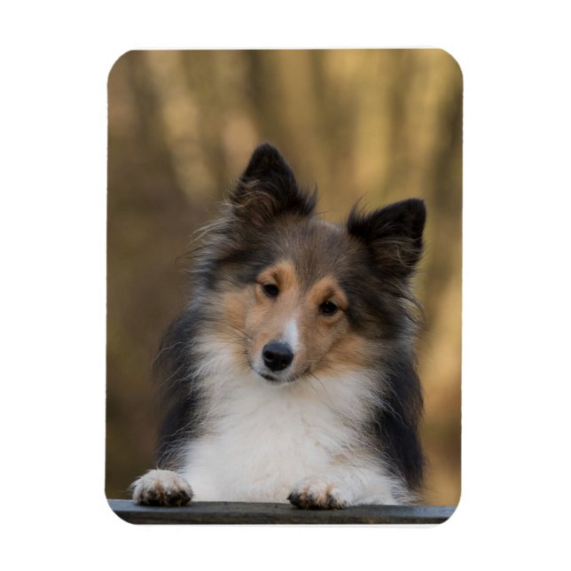 Adorable Sheltie, Shetland Sheepdog Pup Magnet (Vertikal)