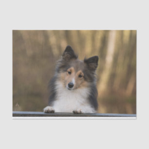 Adorable Sheltie, Shetland Sheepdog Welpe Seidenpapier