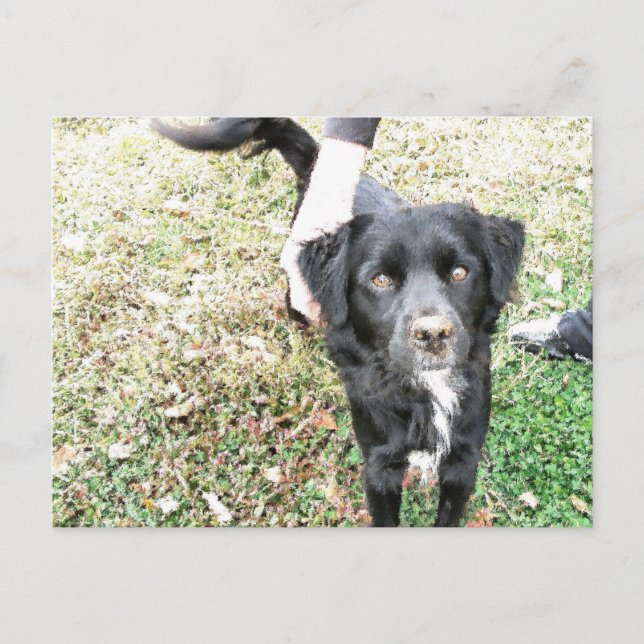 Adorable Smokey-Posen für die Kamera Postkarte (Vorderseite)