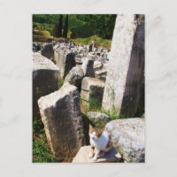 Adorable streunende Katze, die in den Ruinen von E