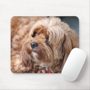 Adorable Sweet Cavoodle Puppy Mousepad