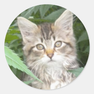Adorable Tabby Kitten Runder Aufkleber