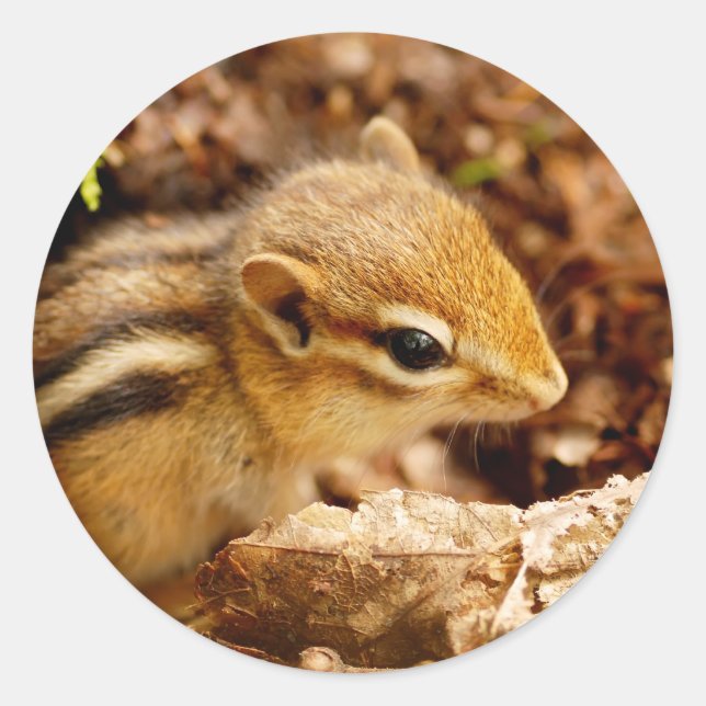 Adorable Teeny Baby Chipmunk-Aufkleber Runder Aufkleber (Vorderseite)