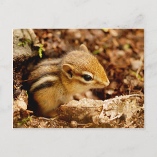 Adorable Teeny Baby Chipmunk Postcard Postkarte