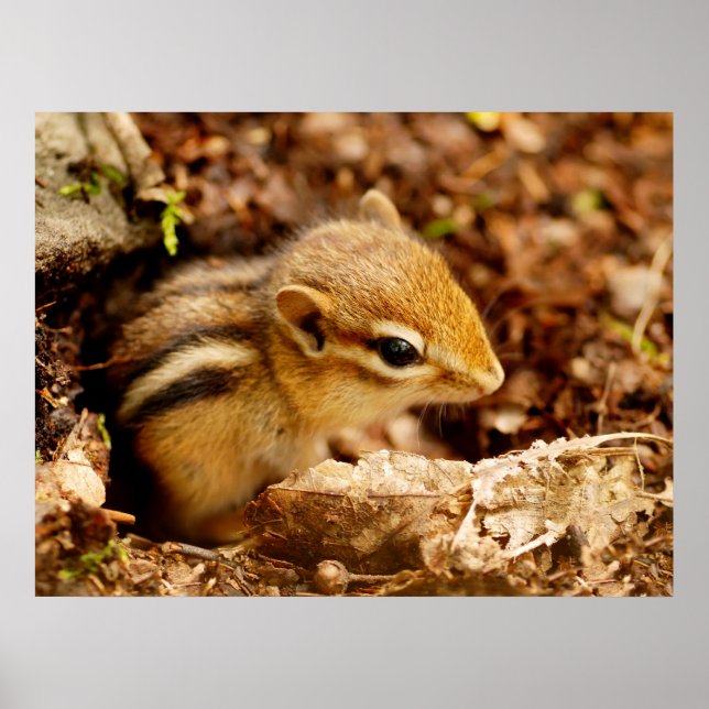 Adorable Teeny Baby Chipmunk Poster (Vorne)