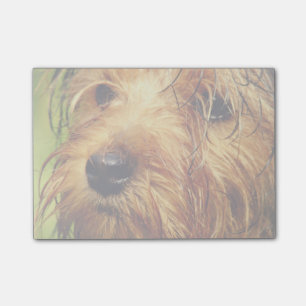 Adorable Terrier Dog mit nassem Gesicht Post-it Klebezettel