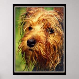 Adorable Terrier Dog mit nassem Gesicht Poster