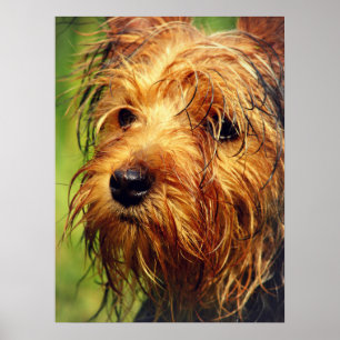 Adorable Terrier Dog mit nassem Gesicht Poster