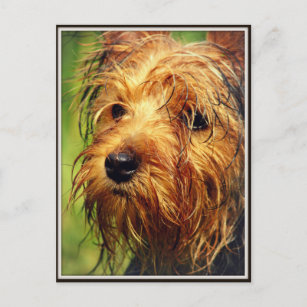 Adorable Terrier Dog mit nassem Gesicht Postkarte