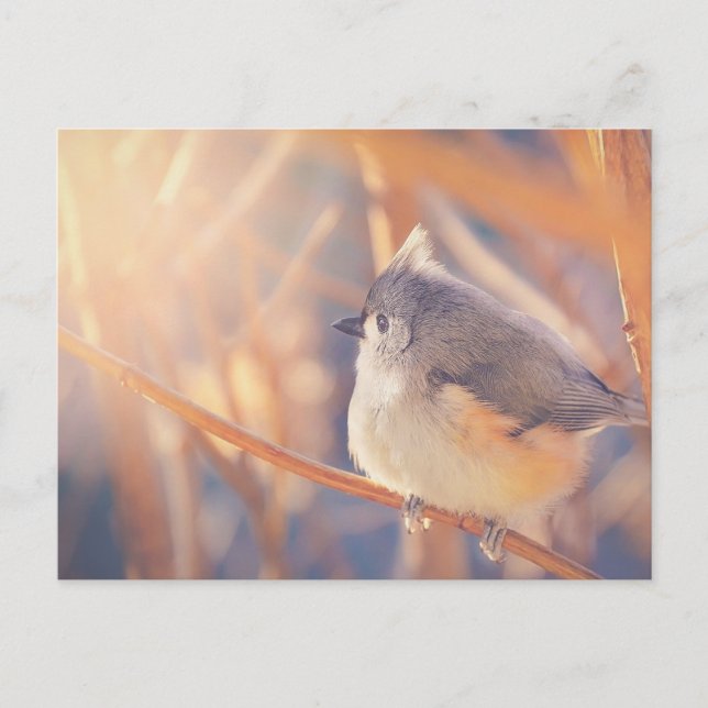 Adorable Titmaus Bird Postkarte (Vorderseite)
