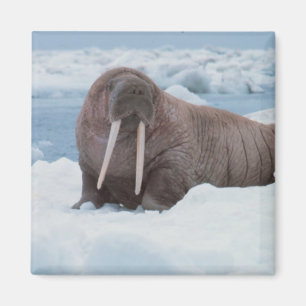 Adorable Walrus Magnet