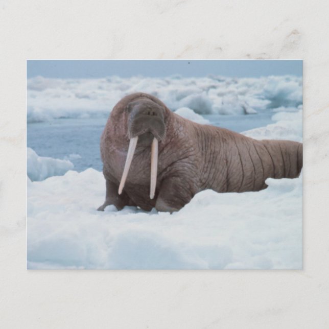 Adorable Walrus Postkarte (Vorderseite)
