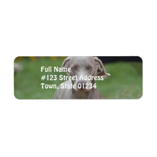 Adorable Weimaraner