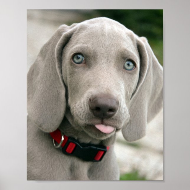 Adorable weimaraner Welpe Poster (Vorne)