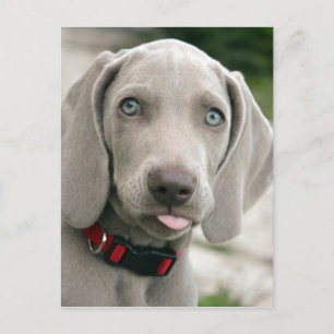 Adorable weimaraner Welpe Postkarte