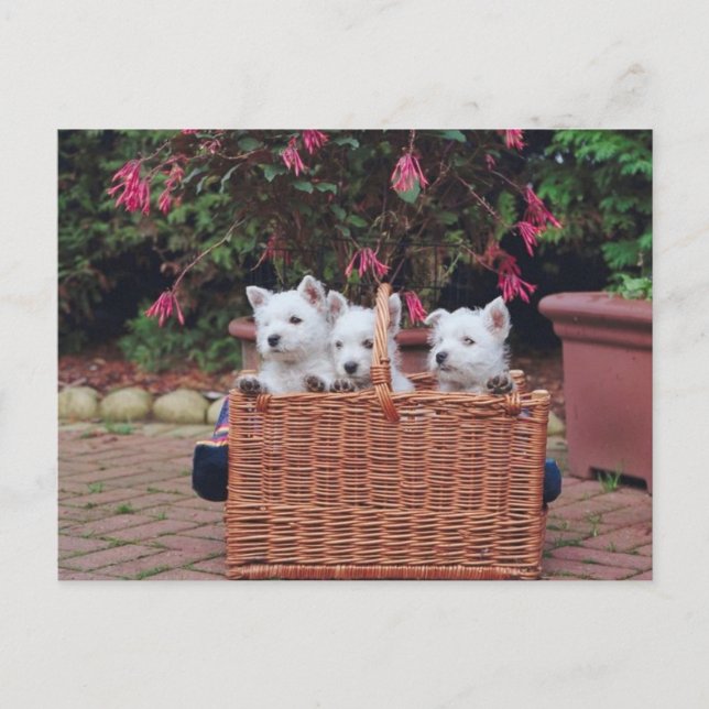 Adorable Welpen Postkarte